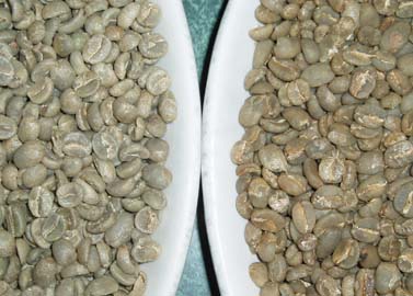 coffee bean comparison